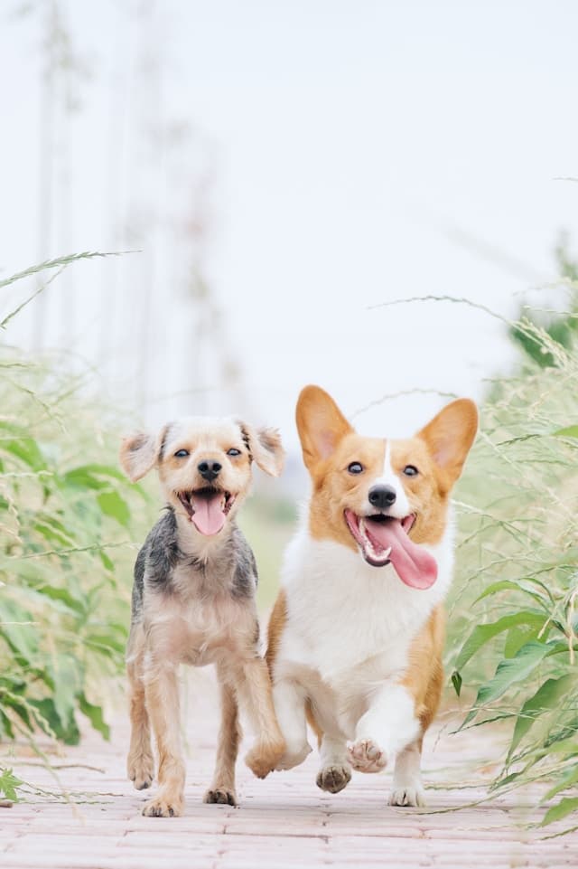 Common Dog Behavior Problems and How to Fix Them