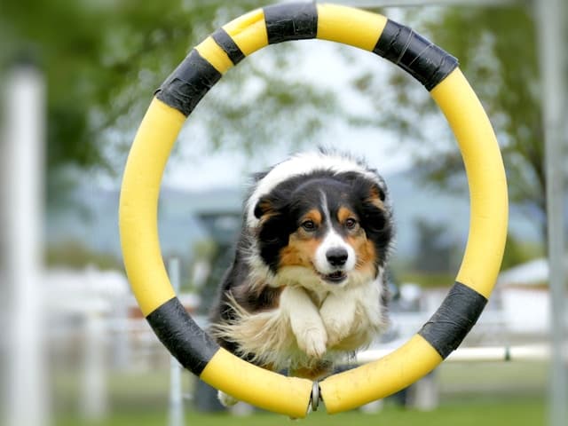 Crate Training Your Dog: Benefits, Myths, and How to Do It Right
