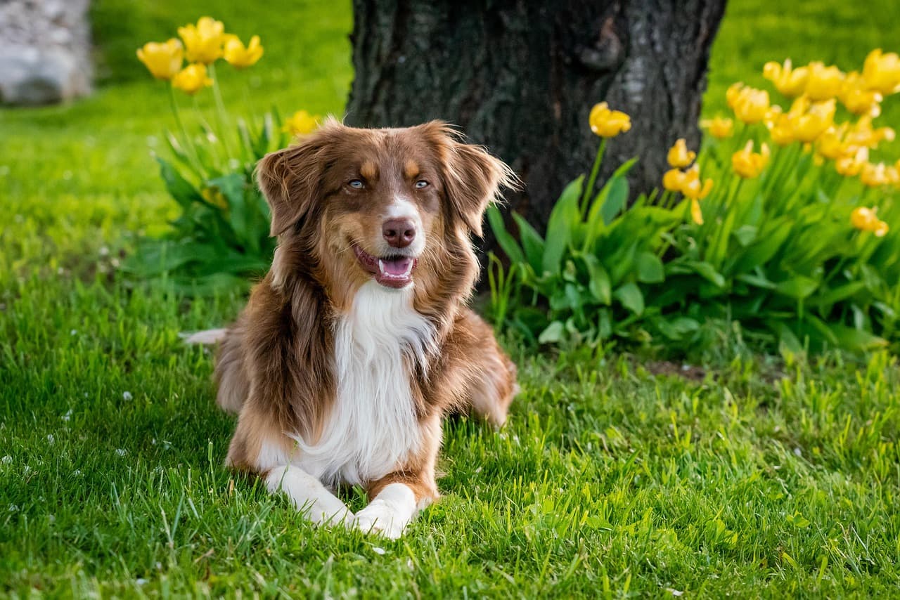 10 Tips to Keep Your Dog Calm During Long Flights