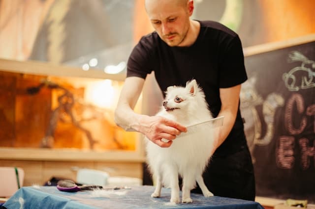 How to Train Your Dog: The Essential Commands Every Dog Should Learn