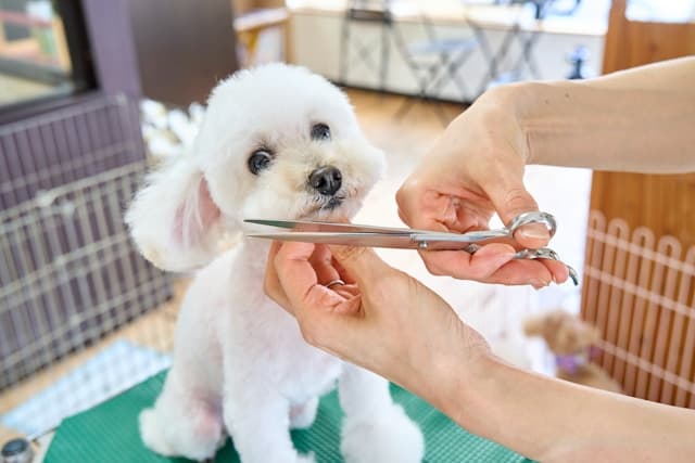 Positive Reinforcement Training: Why It Works Best