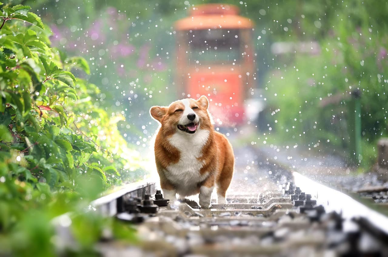 The Best Dog-Friendly Hotels and How to Choose the Right One