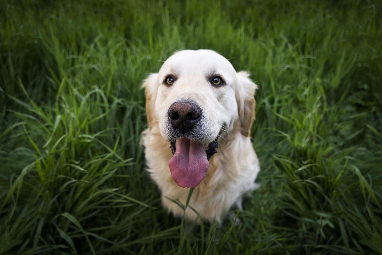 10 Essential Dog Care Tips Every Owner Should Know