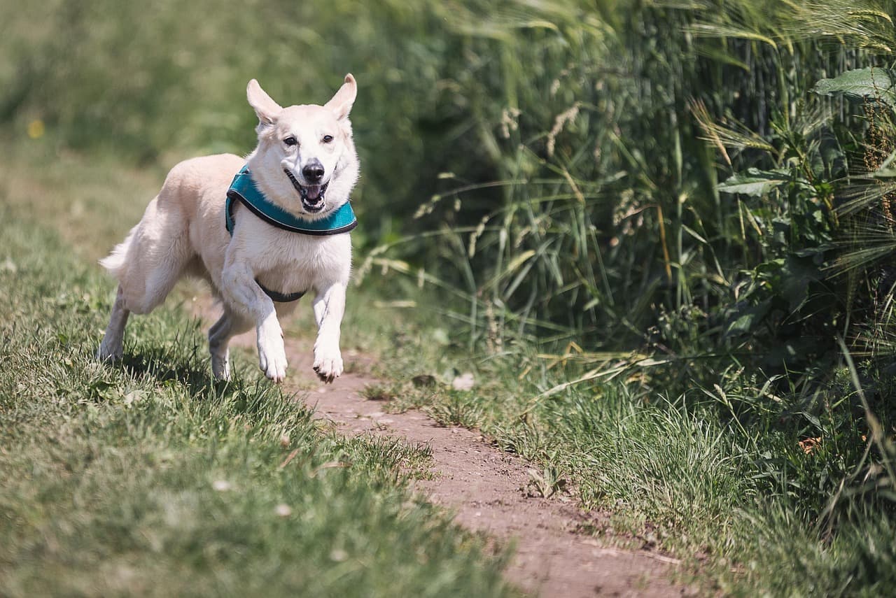 Essential Dog Care Tips Every Pet Owner Should Know