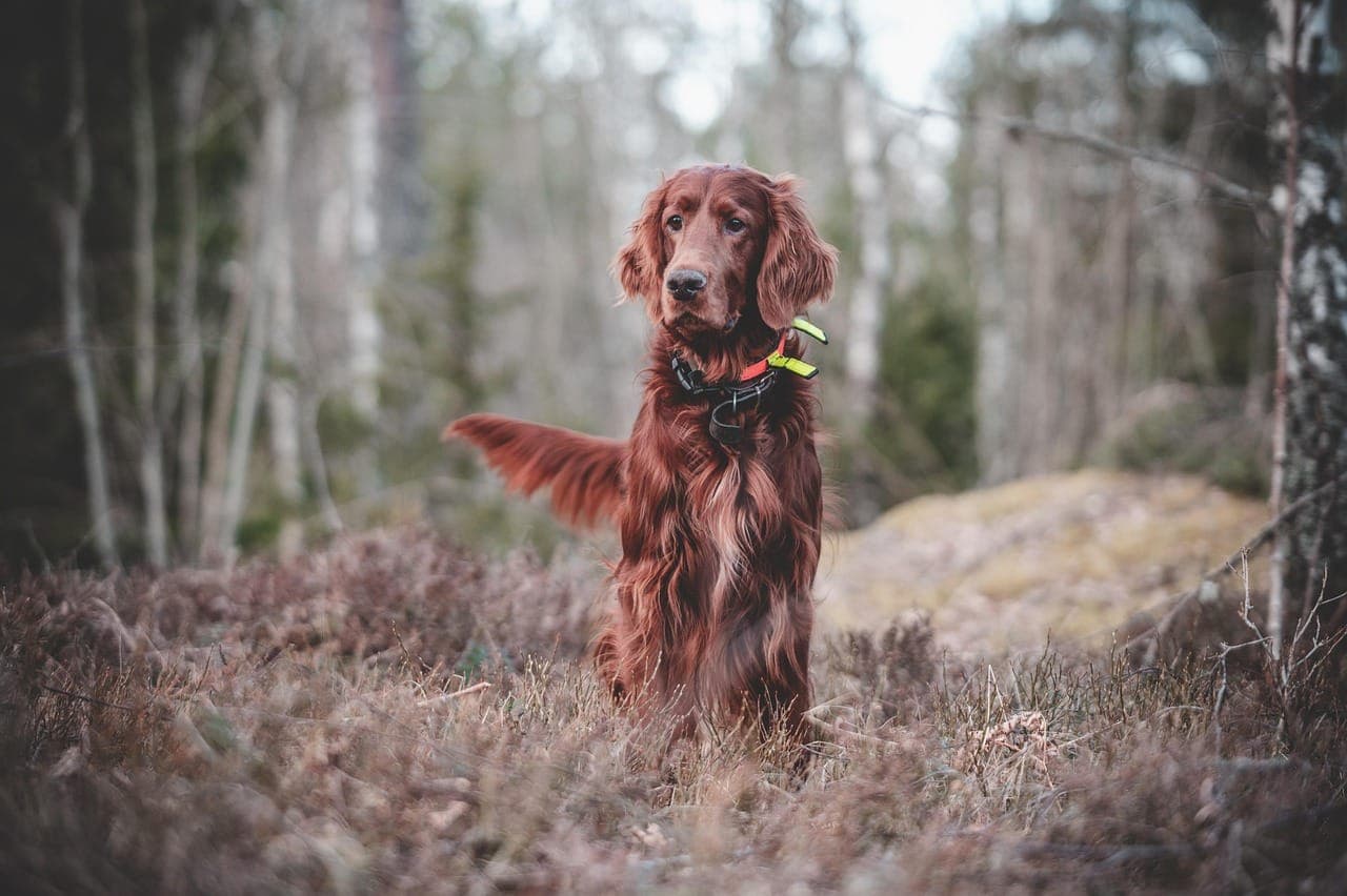 Dog Grooming Mistakes to Avoid: Expert Advice for New Pet Owners