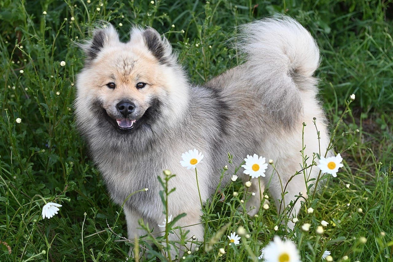 Essential Dog Grooming Tips Every Pet Owner Should Know