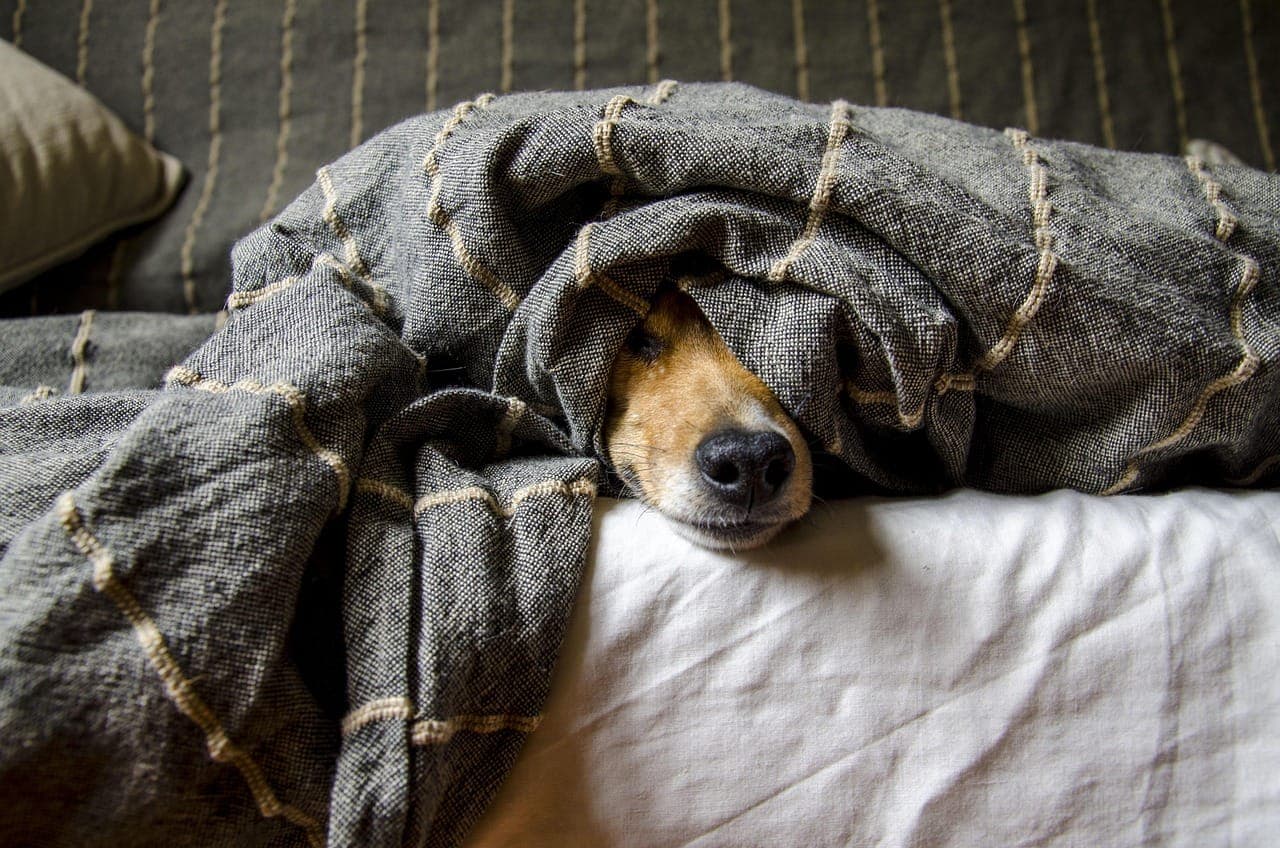 How to Keep Your Dog Safe and Comfortable in Hot Weather Trips