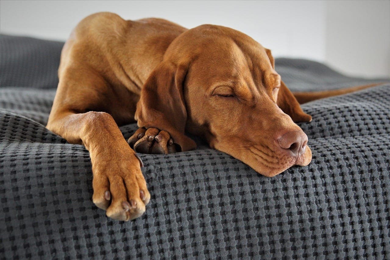 How Often Should You Take Your Dog to the Vet? Expert Advice
