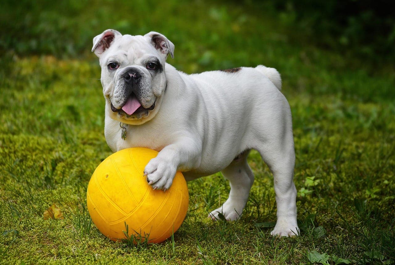 How to Keep Your Dog Healthy: A Complete 2025 Guide