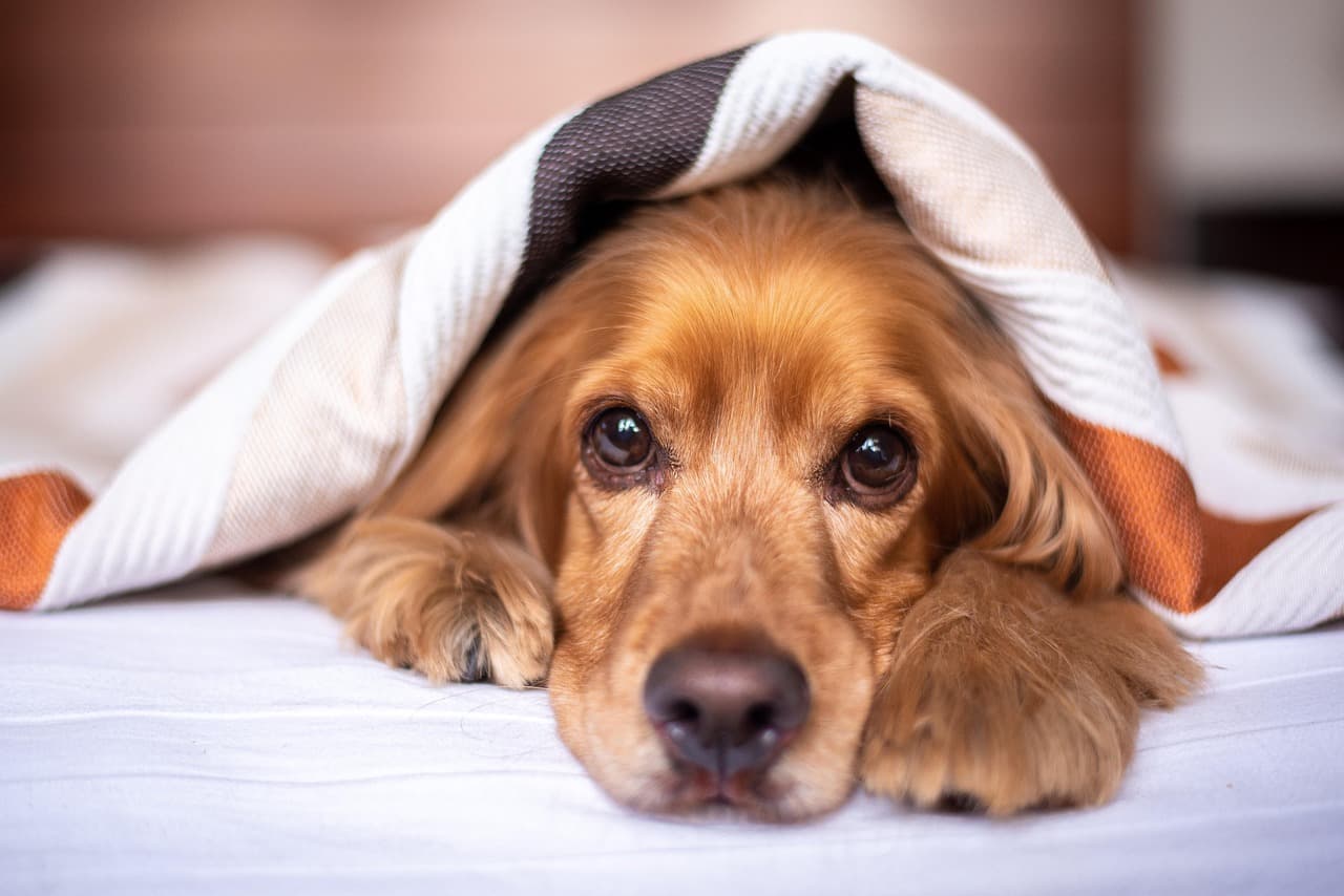 How to Keep Your Dog Healthy: Vet-Approved Tips