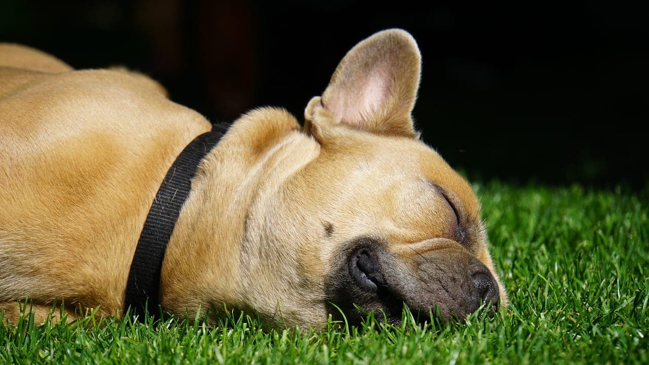 Nutrition 101: How to Choose the Best Food for Your Dog
