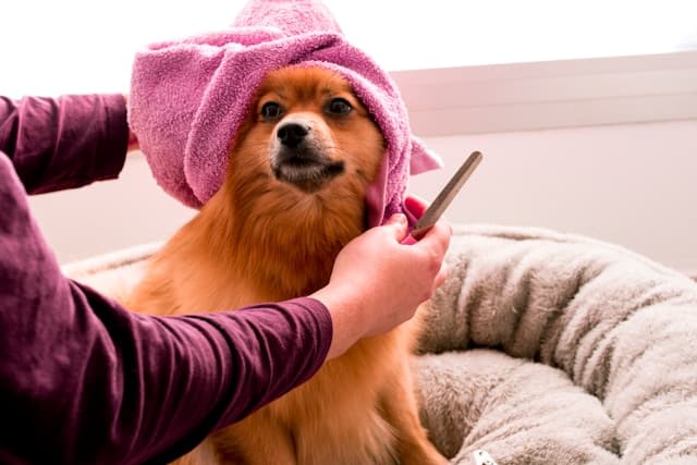The Ultimate Dog Grooming Guide: Techniques for a Healthy, Shiny Coat