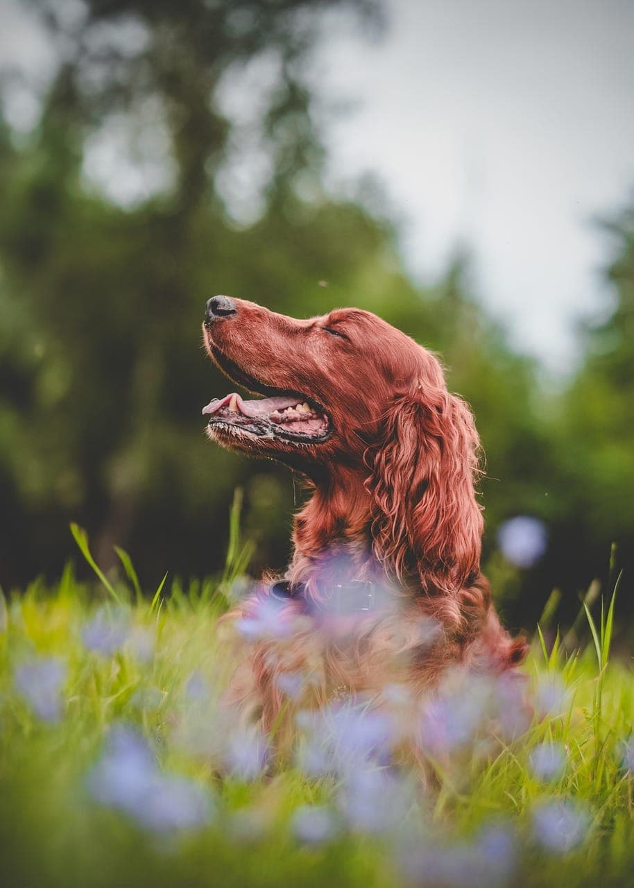 Healthy Travel Snacks and Meals for Dogs on the Go