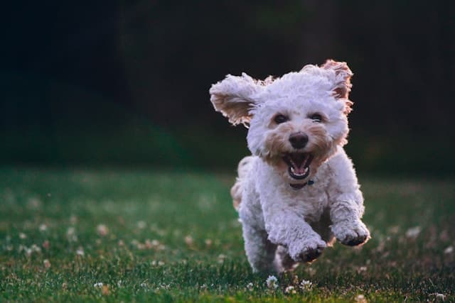Top 10 Dog Grooming Tools Every Owner Needs