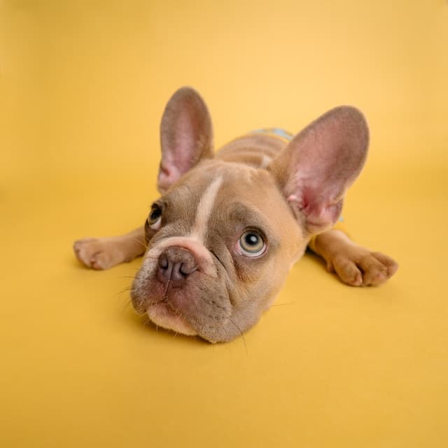 Dog Grooming Mistakes to Avoid: Tips from Professionals