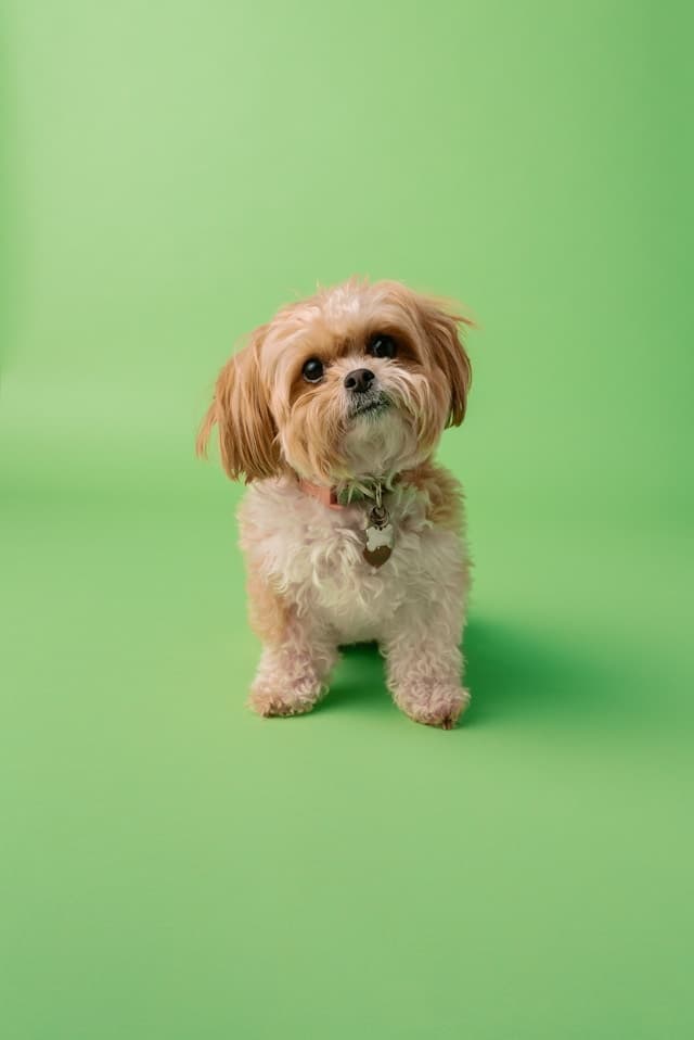The Ultimate Beginner’s Guide to Dog Grooming at Home
