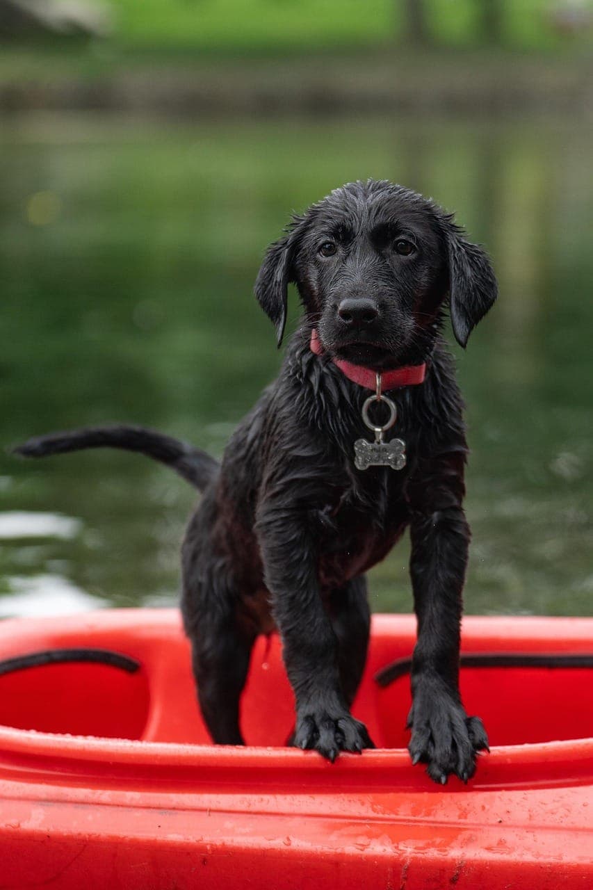 Best Dog Breeds for Families in 2025