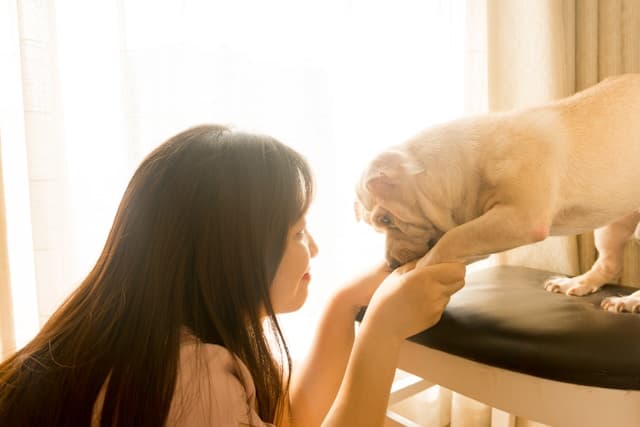 How to Groom Your Dog at Home Like a Professional