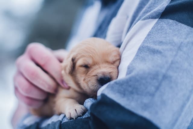 How to Groom Your Dog at Home: Step-by-Step for Every Breed