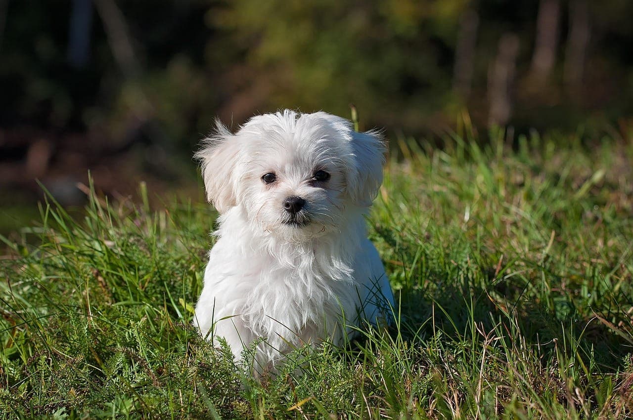 How to Choose the Right Dog for Your Lifestyle