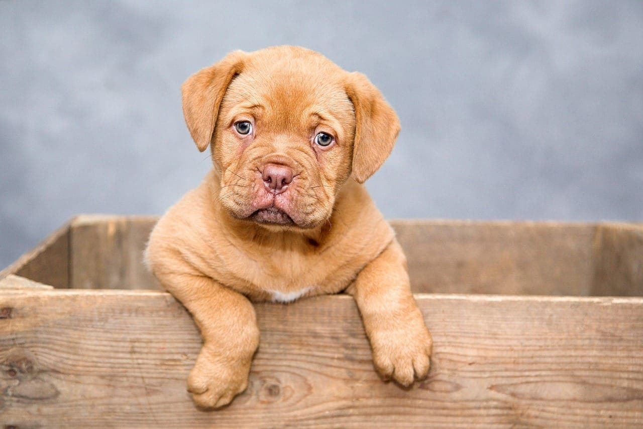 Puppy Training 101: Raising a Happy and Obedient Dog