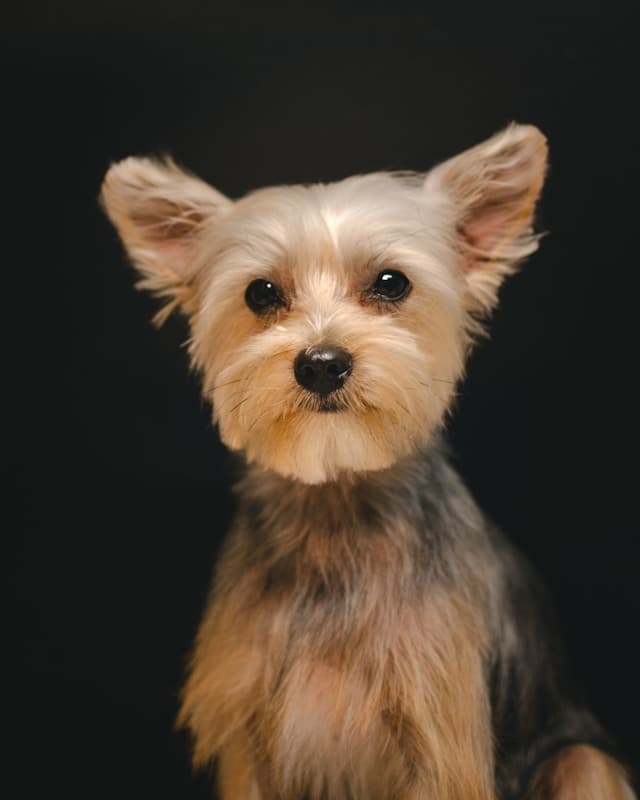The Beginner’s Guide to At-Home Dog Grooming: What Every Owner Should Know