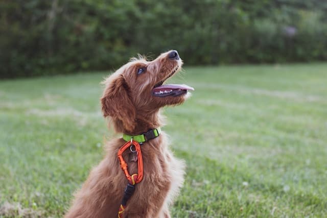 Step-by-Step Dog Grooming at Home: A Beginner’s Guide
