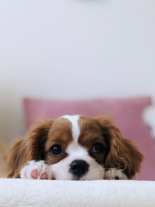 How Often Should You Groom Your Dog? A Simple Routine for Every Breed